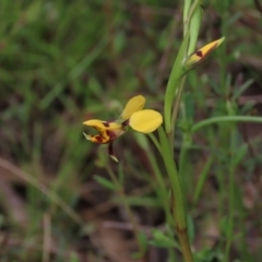 Diuris sp. (hybrid) at Bruce, ACT - suppressed