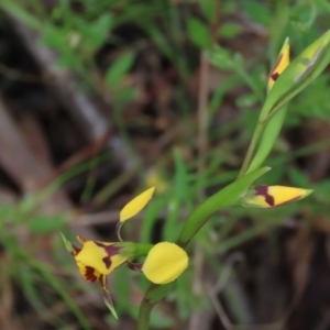 Diuris sp. (hybrid) at Bruce, ACT - suppressed