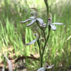 Caladenia moschata (Musky Caps) at Hall, ACT - 22 Oct 2021 by strigo