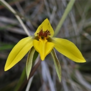 Diuris subalpina at Mount Clear, ACT - 22 Oct 2021