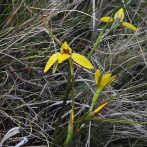 Diuris subalpina at Mount Clear, ACT - suppressed