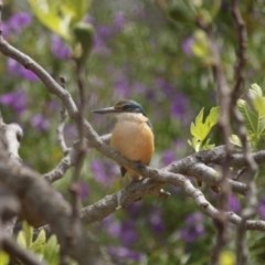 Todiramphus sanctus (Sacred Kingfisher) at Flynn, ACT - 18 Oct 2021 by els.wynen@elspl.com.au