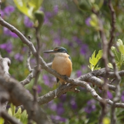 Todiramphus sanctus (Sacred Kingfisher) at Flynn, ACT - 18 Oct 2021 by els.wynen@elspl.com.au