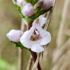 Euphrasia collina subsp. paludosa at Namadgi National Park - 21 Oct 2021 by RobG1