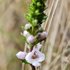 Euphrasia collina subsp. paludosa at Cotter River, ACT - 21 Oct 2021