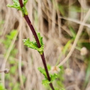 Euphrasia collina subsp. paludosa at Cotter River, ACT - 21 Oct 2021