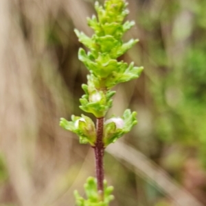 Euphrasia collina subsp. paludosa at Cotter River, ACT - 21 Oct 2021