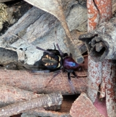 Habronestes sp. (genus) (An ant-eating spider) at Forde, ACT - 22 Oct 2021 by trevorpreston