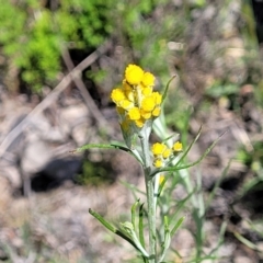 Chrysocephalum semipapposum (Clustered Everlasting) at Forde, ACT - 22 Oct 2021 by trevorpreston