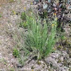 Chrysocephalum semipapposum at Forde, ACT - 22 Oct 2021