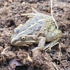 Limnodynastes tasmaniensis (Spotted Grass Frog) at Forde, ACT - 22 Oct 2021 by trevorpreston