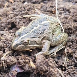 Limnodynastes tasmaniensis at Forde, ACT - 22 Oct 2021