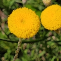 Leptorhynchos squamatus at Forde, ACT - 22 Oct 2021