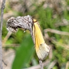 Philobota undescribed species near arabella (A concealer moth) at Mulligans Flat - 22 Oct 2021 by tpreston