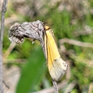 Philobota undescribed species near arabella at Forde, ACT - 22 Oct 2021