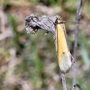 Philobota undescribed species near arabella at Forde, ACT - 22 Oct 2021