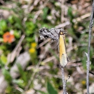 Philobota undescribed species near arabella at Forde, ACT - 22 Oct 2021