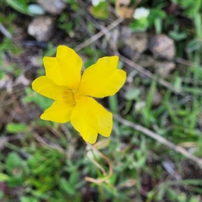 Goodenia pinnatifida (Scrambled Eggs) at Forde, ACT - 22 Oct 2021 by trevorpreston