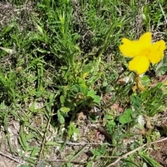 Goodenia pinnatifida at Forde, ACT - 22 Oct 2021 12:50 PM