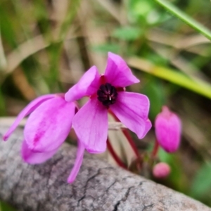 Tetratheca bauerifolia at Cotter River, ACT - 21 Oct 2021