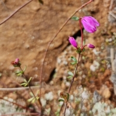 Tetratheca bauerifolia at Cotter River, ACT - 21 Oct 2021