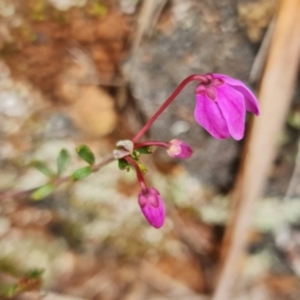 Tetratheca bauerifolia at Cotter River, ACT - 21 Oct 2021