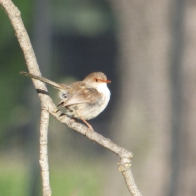 Malurus cyaneus (Superb Fairywren) at Sullivans Creek, Lyneham North - 22 Oct 2021 by RobertD