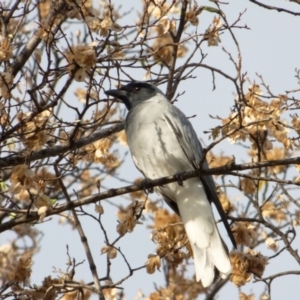 Coracina novaehollandiae at Lyneham, ACT - 22 Oct 2021