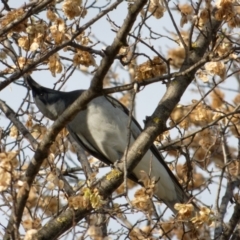 Coracina novaehollandiae at Lyneham, ACT - 22 Oct 2021