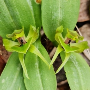 Chiloglottis valida at Cotter River, ACT - 21 Oct 2021