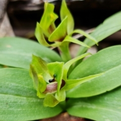 Chiloglottis valida at Cotter River, ACT - 21 Oct 2021