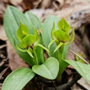 Chiloglottis valida at Cotter River, ACT - 21 Oct 2021