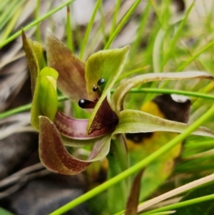 Chiloglottis valida at Cotter River, ACT - 21 Oct 2021