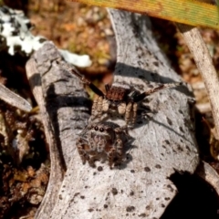 Maratus vespertilio (Bat-like peacock spider) at Mulligans Flat - 22 Oct 2021 by DPRees125