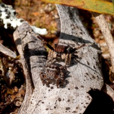 Maratus vespertilio (Bat-like peacock spider) at Throsby, ACT - 22 Oct 2021 by DPRees125