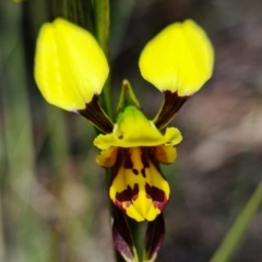 Diuris sulphurea (Tiger Orchid) at Stromlo, ACT - 22 Oct 2021 by RobG1