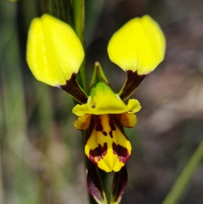 Diuris sulphurea (Tiger Orchid) at Stromlo, ACT - 22 Oct 2021 by RobG1