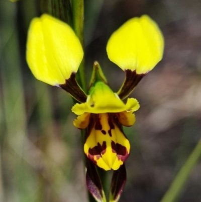 Diuris sulphurea (Tiger Orchid) at Block 402 - 22 Oct 2021 by RobG1