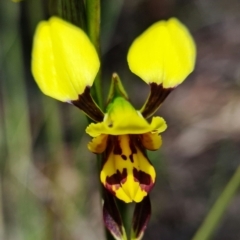 Diuris sulphurea (Tiger orchid) at Stromlo, ACT - 22 Oct 2021 by RobG1
