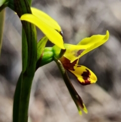 Diuris sulphurea at Stromlo, ACT - 22 Oct 2021