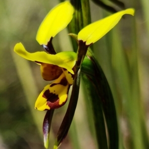 Diuris sulphurea at Stromlo, ACT - 22 Oct 2021