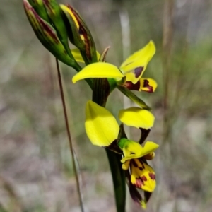 Diuris sulphurea at Stromlo, ACT - 22 Oct 2021