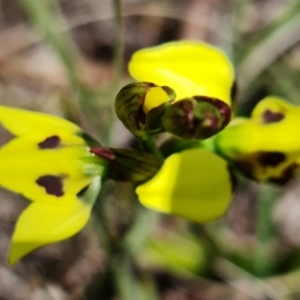 Diuris sulphurea at Stromlo, ACT - 22 Oct 2021