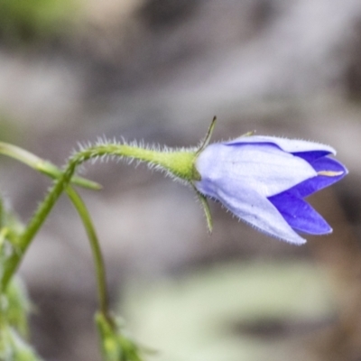 Wahlenbergia stricta subsp. stricta (Tall Bluebell) at Hawker, ACT - 22 Oct 2021 by AlisonMilton