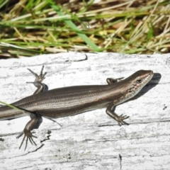 Pseudemoia entrecasteauxii (Woodland Tussock-skink) at Mount Clear, ACT - 22 Oct 2021 by JohnBundock