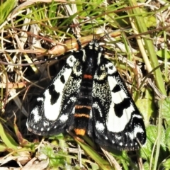 Agaristodes feisthamelii (A day flying noctuid moth) at Mount Clear, ACT - 22 Oct 2021 by JohnBundock
