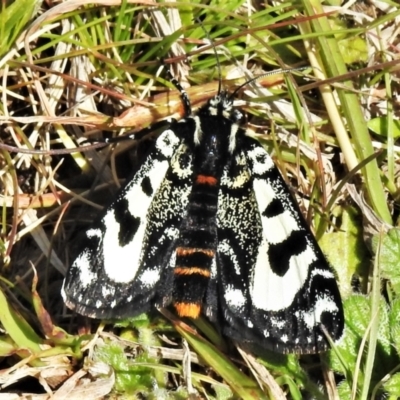 Agaristodes feisthamelii (A day flying noctuid moth) at Mount Clear, ACT - 22 Oct 2021 by JohnBundock