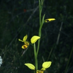 Diuris sulphurea (Tiger Orchid) at Bruce, ACT - 17 Oct 2021 by jbromilow50