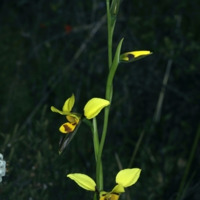 Diuris sulphurea (Tiger Orchid) at Bruce, ACT - 17 Oct 2021 by jb2602