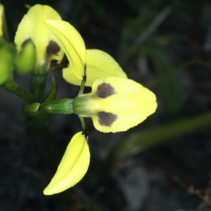 Diuris sulphurea at Bruce, ACT - suppressed